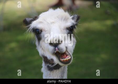 Un simpatico in bianco e nero alpaca masticare il cibo - close up sulla testa. Gli animali sono allevati per la loro lana morbido pile. Foto Stock