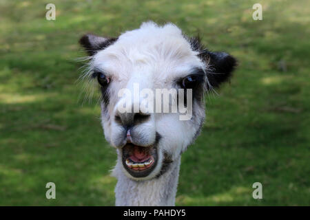 Un simpatico in bianco e nero alpaca masticare il cibo - close up sulla testa. Gli animali sono allevati per la loro lana morbido pile. Foto Stock