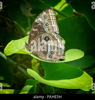 Brush-footed butterfly Calgary Alberta Canada Foto Stock