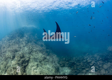 Pacifico gigante Manta Ray a La Reina, La Paz, Cortez Mare (Manta birostris) Foto Stock