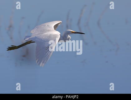 Airone bianco maggiore in volo su acqua Foto Stock