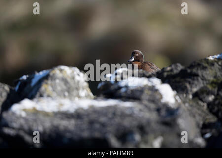 Auckland Teal ((Anas aucklandica), isole di Auckland, Nuova Zelanda Foto Stock