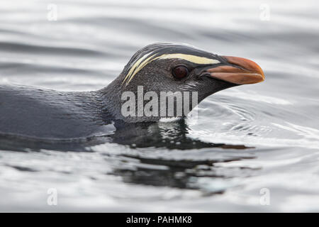 Fiordland penguin (Eudyptes pachyrhynchus) Foto Stock