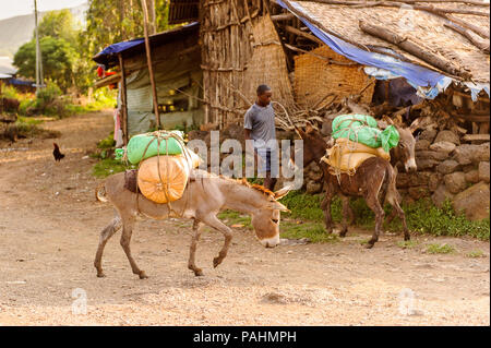 OMO, Etiopia - Settembre 19, 2011: Non identificato uomo Etiope con gli asini. Persone in Etiopia soffrono di povertà a causa della situazione instabile Foto Stock