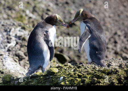 Giallo-eyed Penguin, Enderby Island, Nuova Zelanda Foto Stock