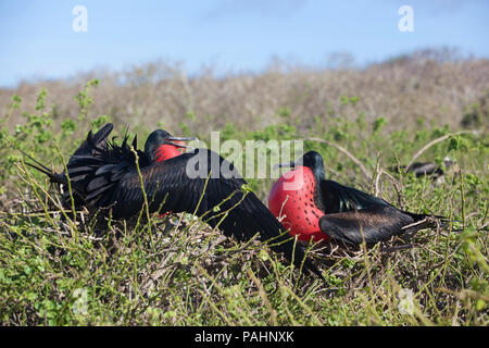 Le fregate il corteggiamento, Darwin Bay, Isole Galapagos Foto Stock