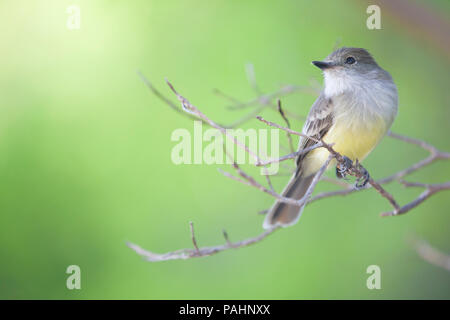 Galápagos flycatcher (Myiarchus magnirostris), isola di Santiago, Isole Galapagos Foto Stock