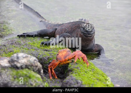 Iguana marina e Sally lightfoot crab, Isole Galapagos Foto Stock