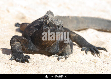 Iguana marina, Isola di Santa Cruz, Isole Galapagos (Amblyrhynchus cristatus hassi) Foto Stock