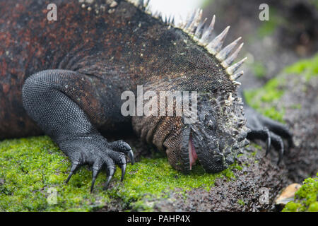 Iguana marina alimentazione sulle alghe, Isole Galapagos Foto Stock