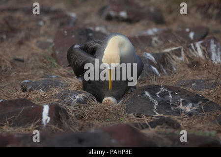 Albatro ondulata (Phoebastria irrorata), Isole Galapagos Foto Stock