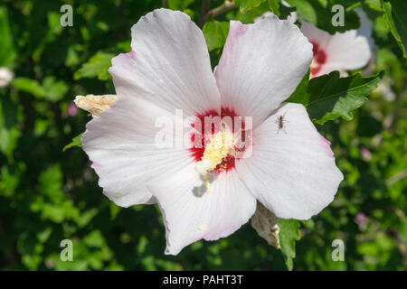 Hibiscus syriacus rosa di Sharon 'cuore rosso' fiore bianco con ant. Foto Stock