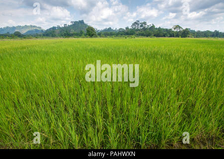 Un lussureggiante campo di African riso (Oryza Glaberrima), Gbedin village, Nimba County , Liberia Foto Stock