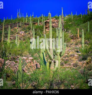 Una scogliera piena di massi e cactus sauagro nella Foresta Nazionale di Coronado, nei pressi di Tucson, AZ, Stati Uniti d'America Foto Stock