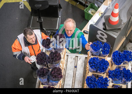 I lavoratori di magazzino presso i mondi più grande asta di fiori, Royal Flora Holland esaminare fiori. Amsterdam, Paesi Bassi Foto Stock