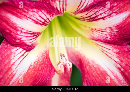 Una fotografia di un bel rosso e bianco fiore Amaryllis in piena fioritura Foto Stock