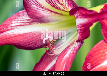 Una fotografia di un bel rosso e bianco fiore Amaryllis in piena fioritura Foto Stock