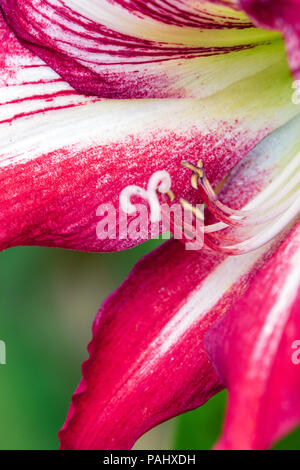 Una fotografia di un bel rosso e bianco fiore Amaryllis in piena fioritura Foto Stock