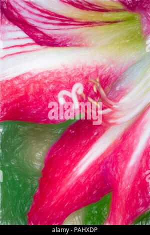 Una fotografia di un bel rosso e bianco fiore Amaryllis in piena fioritura Foto Stock