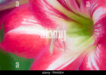 Una fotografia di un bel rosso e bianco fiore Amaryllis in piena fioritura Foto Stock