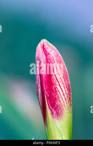 Una fotografia di un bel rosso e bianco Amaryllis bud circa di Bloom. Foto Stock