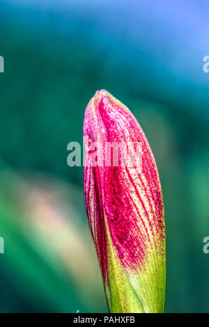 Una fotografia di un bel rosso e bianco Amaryllis bud circa di Bloom. Foto Stock