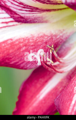 Una fotografia di un bel rosso e bianco fiore Amaryllis in piena fioritura Foto Stock