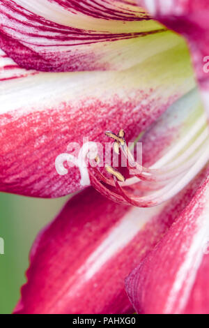 Una fotografia di un bel rosso e bianco fiore Amaryllis in piena fioritura Foto Stock