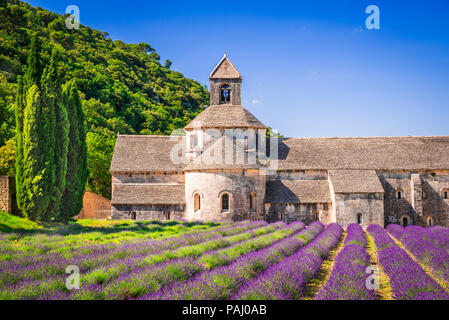 Abbaye de Senanque, Provenza. Campo di lavanda con il monastero di Notre-dame, Vaucluse regione della Francia Foto Stock