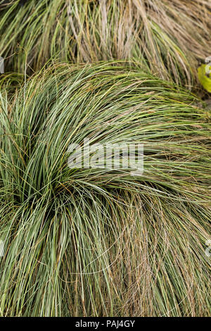 Carex riccioli smerigliato. Foto Stock