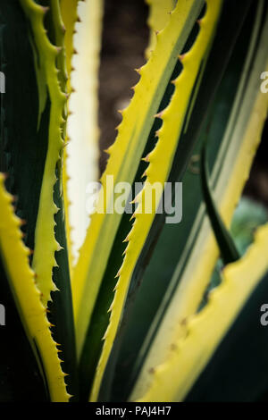 Una vista ingrandita del bordo dell'impulso breve delle foglie di un Agave americana Marginata pianta. Foto Stock
