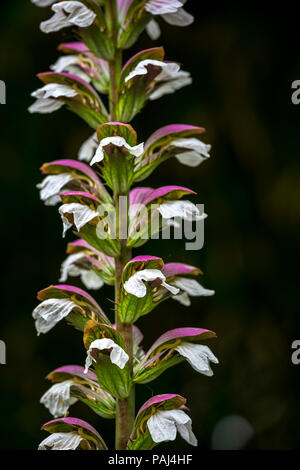 Acanto mollis. Foto Stock