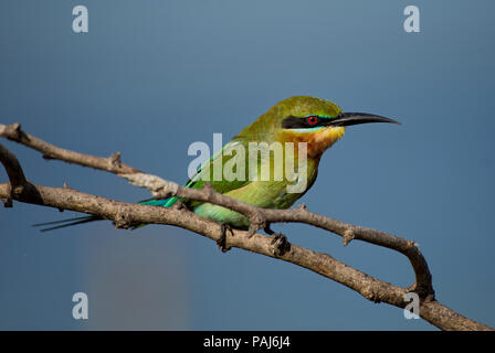 Blu-tailed gruccione - Merops philippinus, bella colorata gruccione dallo Sri Lanka le foreste e i boschi. Foto Stock