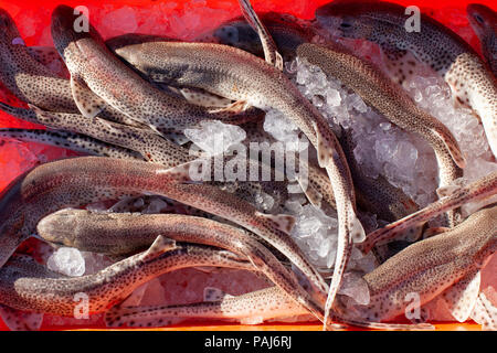 Pesci, fishmarket Foto Stock