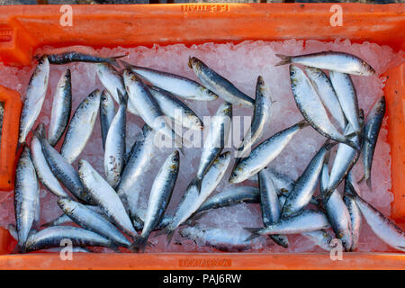 Pesci, fishmarket Foto Stock