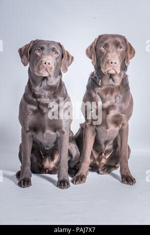 Il Labrador Paar / Coppia di marrone Labrador preso in studio seduto accanto all'altro. Foto Stock
