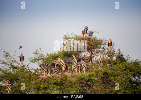 Dipinto di cicogne nel Parco Nazionale di Keoladeo, India Foto Stock