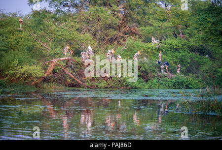 Dipinto di cicogne che si riflette in un lago nel Parco Nazionale di Keoladeo, India Foto Stock