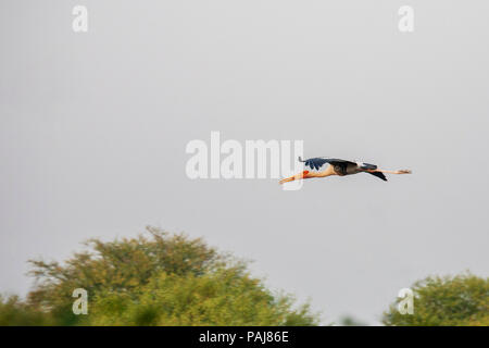 Dipinto di Stork, Parco Nazionale di Keoladeo, India Foto Stock