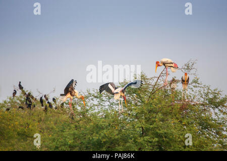 Dipinto di cicogne nel Parco Nazionale di Keoladeo, India Foto Stock