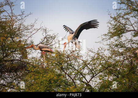 Dipinto di cicogne nel Parco Nazionale di Keoladeo, India Foto Stock