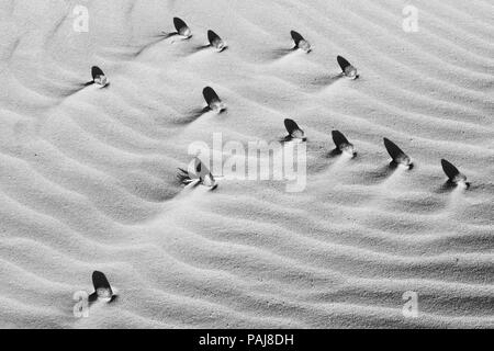 Disegno organico della sabbia e pietre con profonda ombra. Monocromatico, sfondo bianco e nero. Foto Stock