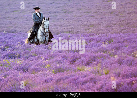 Donna che indossa il costume tradizionale in sella di un cavallo andaluso attraverso un campo di lavanda presso la Fattoria del Luppolo, Darent Valley, Kent, Regno Unito. Foto Stock