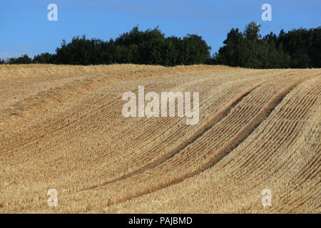 Campo di stoppia lasciata dopo la mietitura di raccolti di cereali nel Regno Unito. Foto Stock