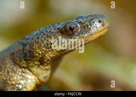 Lo spagnolo ribbed newt (Pleurodeles waltl) Foto Stock