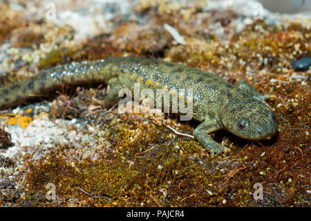 Lo spagnolo ribbed newt (Pleurodeles waltl) Foto Stock