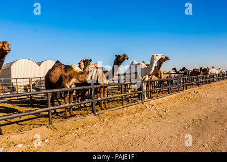 Dromedario cammelli nel mercato di cammelli vicino a Riyadh, Arabia Saudita Foto Stock