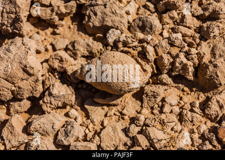 Fossili di lumaca di mare shell nel deserto vicino a Riyadh Foto Stock