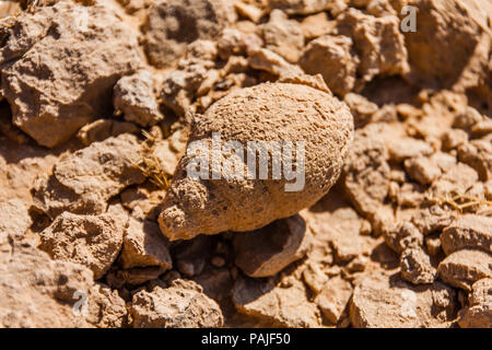 Fossili di lumaca di mare shell nel deserto vicino a Riyadh Foto Stock