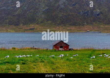 Cabina e gabbiani in Lofoten, Norvegia Foto Stock